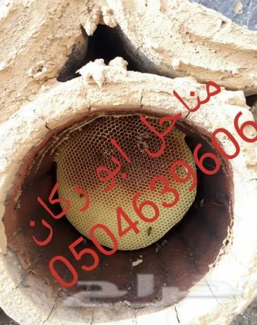 عسل سدراصلي عشرين الف اذا اتضح عليه تغذيه (image 7)