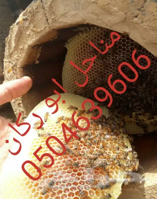 عسل سدراصلي عشرين الف اذا اتضح عليه تغذيه (image 5)