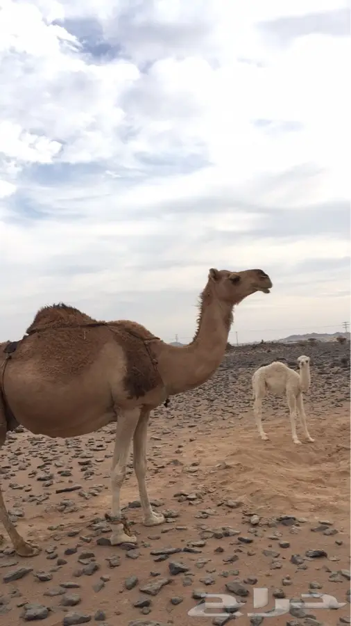 ا - ناقه خلفه لها شهرين (image 10)