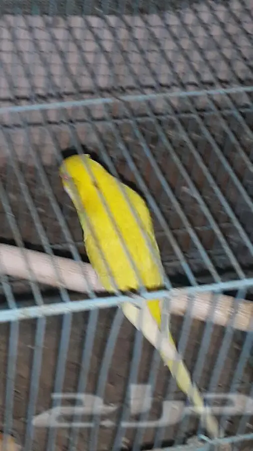 جوز بادجي هولندي مع فروخه (image 4)