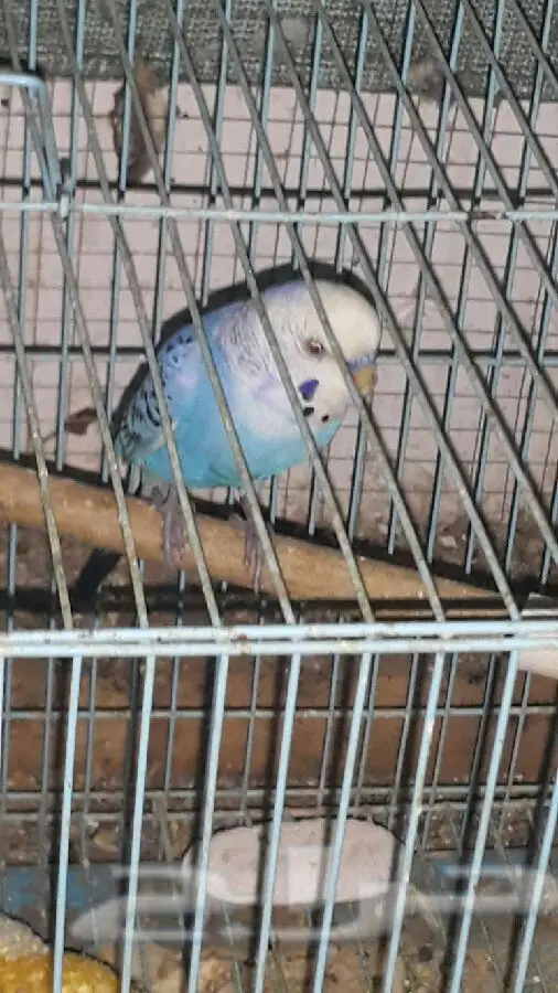 جوز بادجي هولندي مع فروخه (image 7)