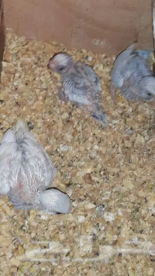 جوز بادجي هولندي مع فروخه (image 2)