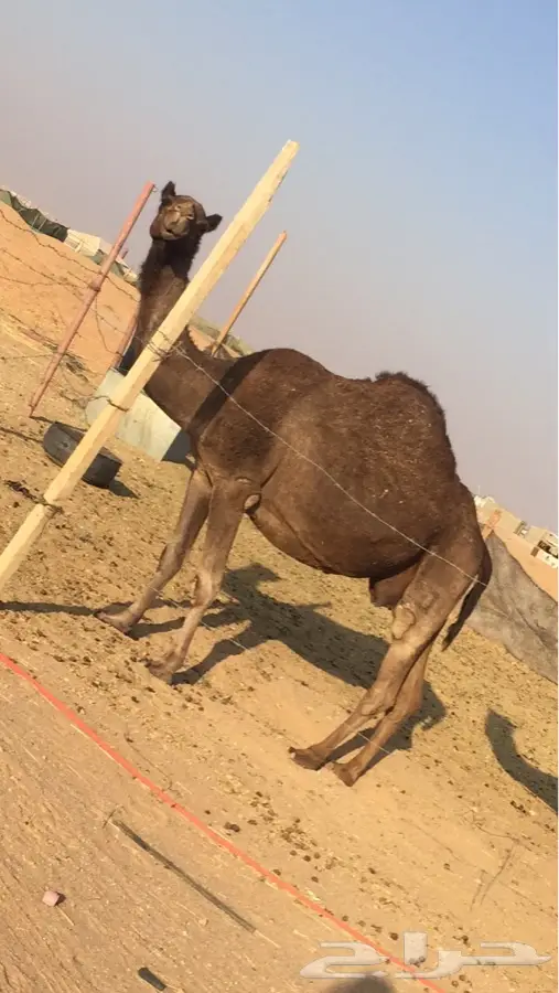 لقحه ديس وطبع وحليب (image 2)