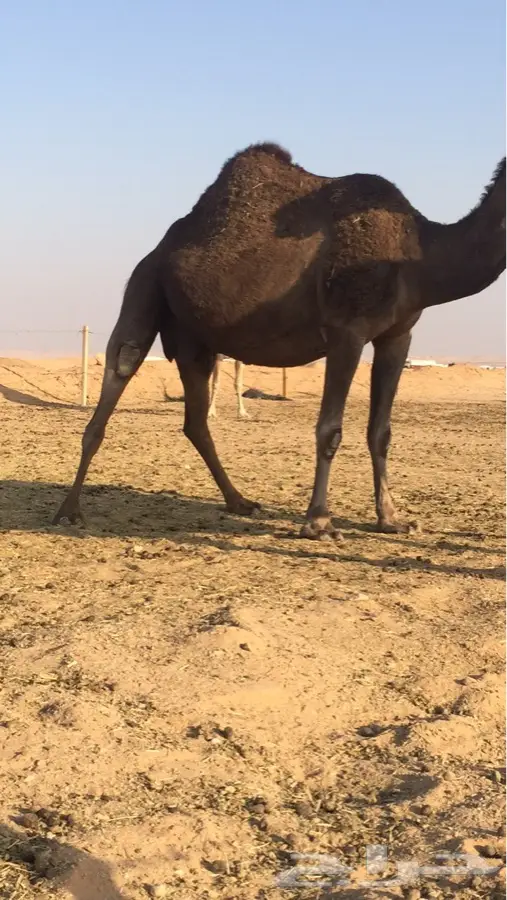 لقحه ديس وطبع وحليب (image 3)