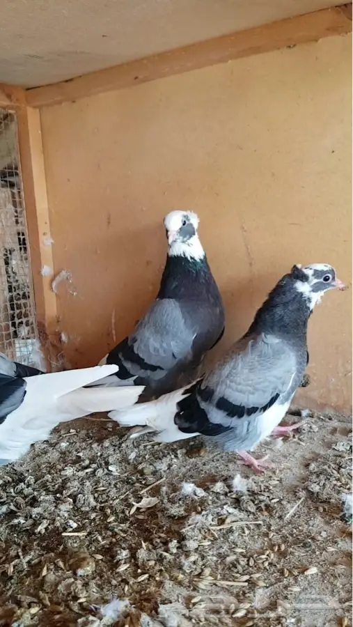 حمام قلابي  (image 6)