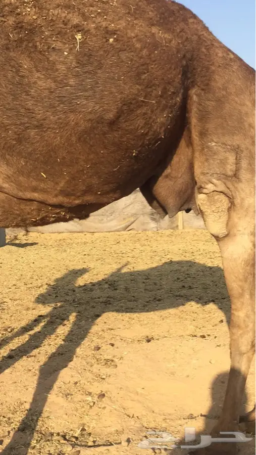 لقحه ديس وطبع وحليب (image 4)