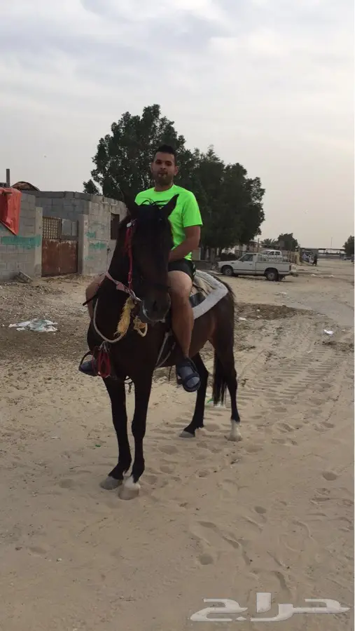 حصان شعبي طيب (image 1)