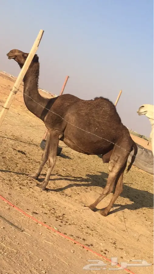 لقحه ديس وطبع وحليب (image 1)