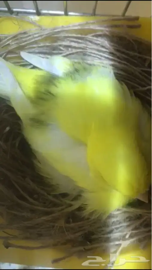 جوز كناري منتج تحته اربع بيضات (image 1)