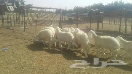 طليان للبيع (image 2)