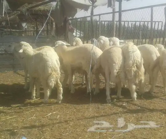 طليان للبيع (image 4)