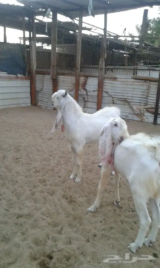 جفره هولنديه وتيس هولندي مشروك مع كاموري (image 1)