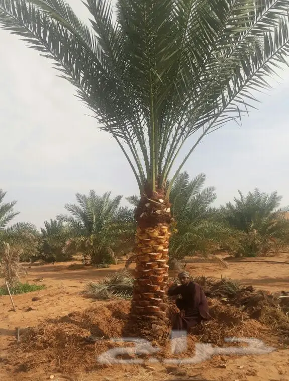 نخل للبيع بجميع الأنواع والمقاسات متوفر ه (image 3)