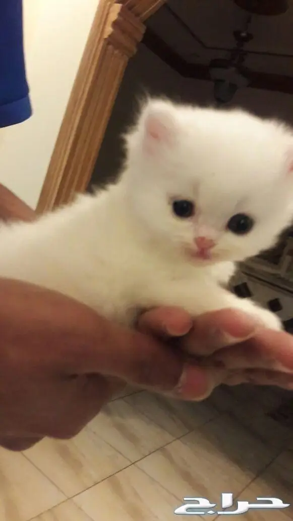 تزاوج قطط (تلقيح قطط)  (image 7)