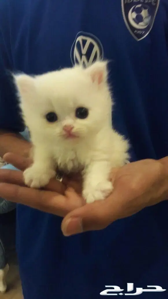 تزاوج قطط (تلقيح قطط)  (image 9)