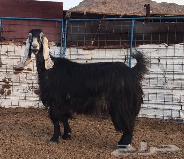 ماعز عوارض للبيع (image 2)