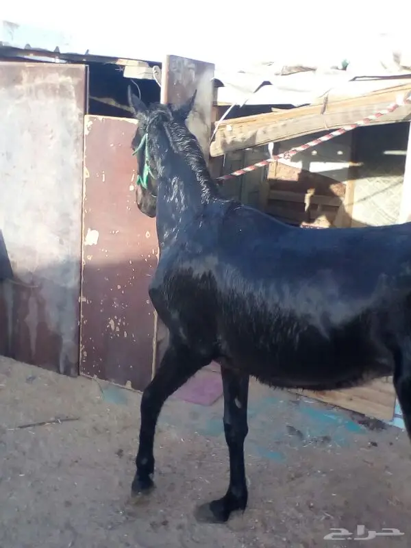 مهر - الصحه شرط الأب واهو (image 1)