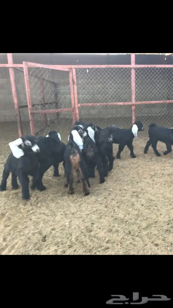 معزا عوارض مواليد ومضاريع (image 2)