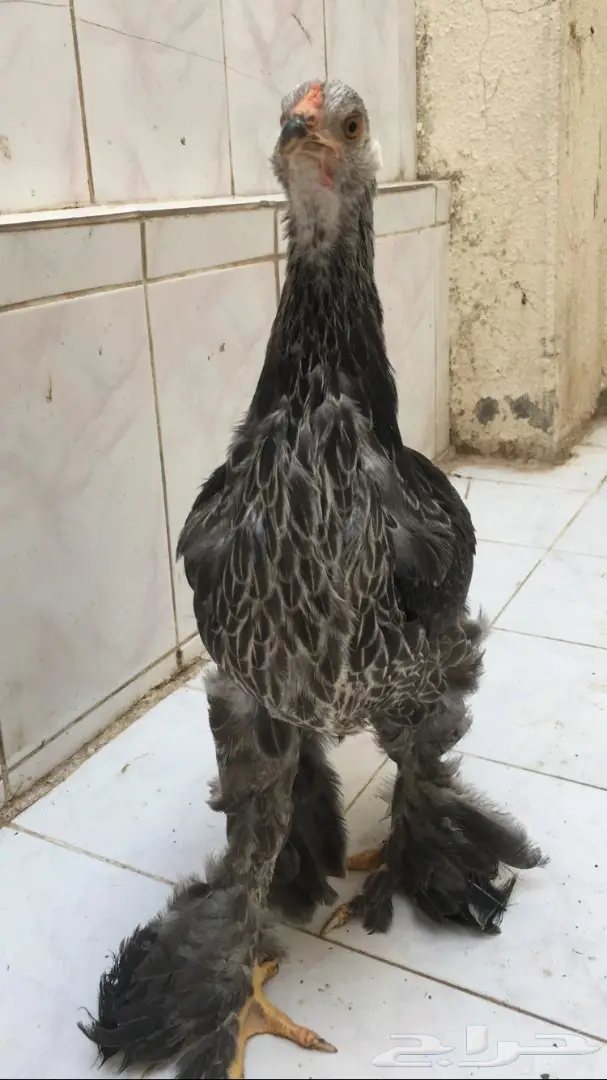 بشآير براهما  (image 8)