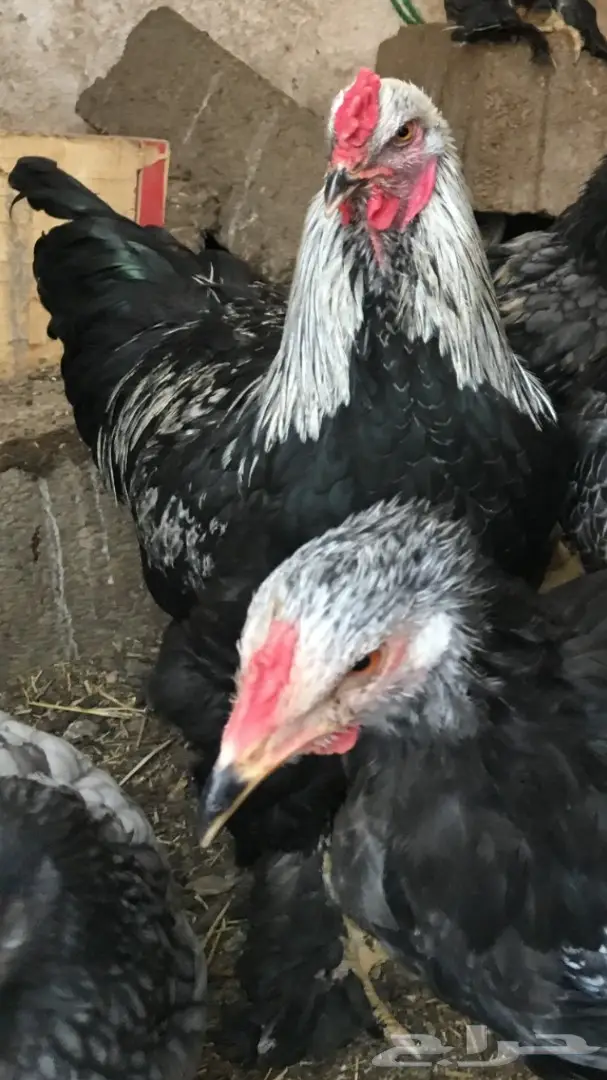 بشآير براهما  (image 10)