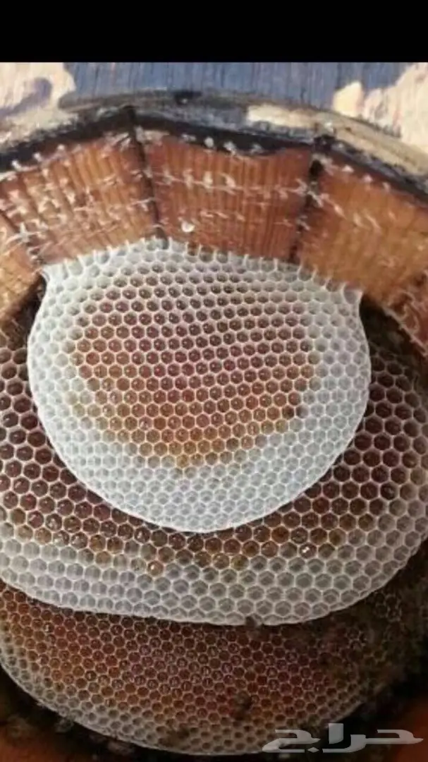 شمع العسل الصافي انتاج جديد