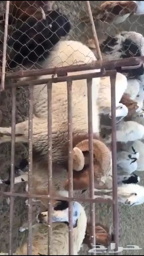 غنم للبيع حده او كاش 