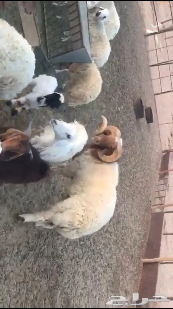 غنم للبيع حده او كاش  (image 2)