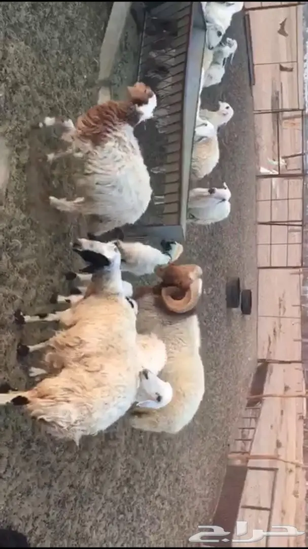 غنم للبيع حده او كاش  (image 3)