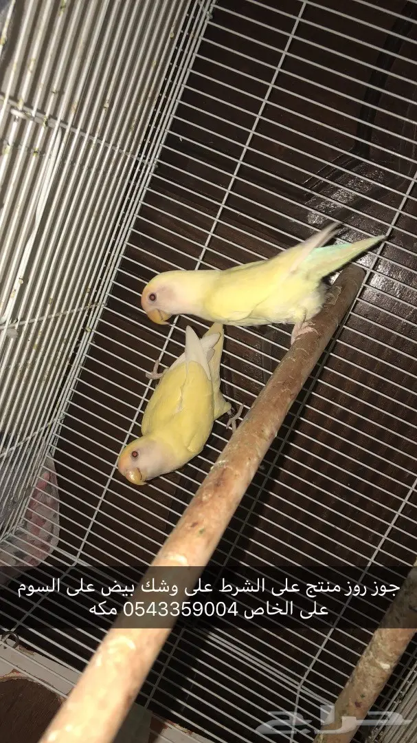 جوز روز منتج ع الشرط 