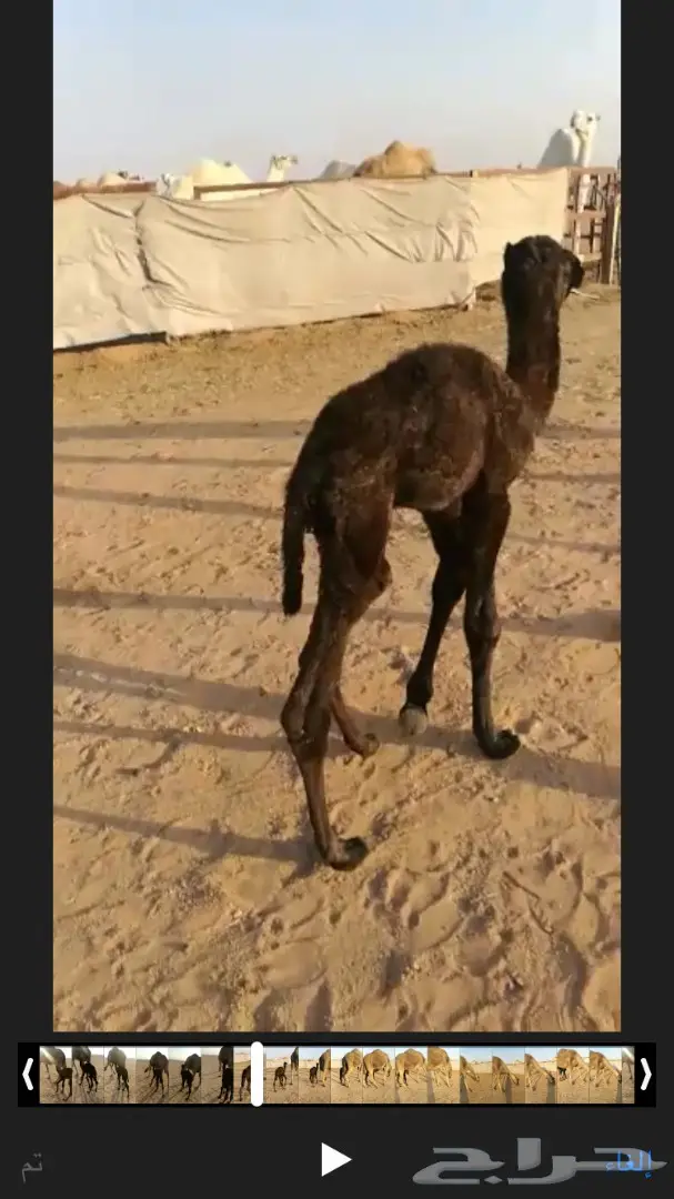 للبيع خلفه مجهم هداوه وحليب 