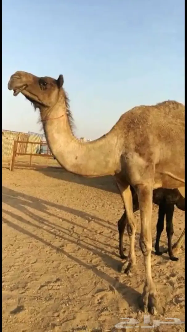 للبيع خلفه مجهم هداوه وحليب  (image 1)