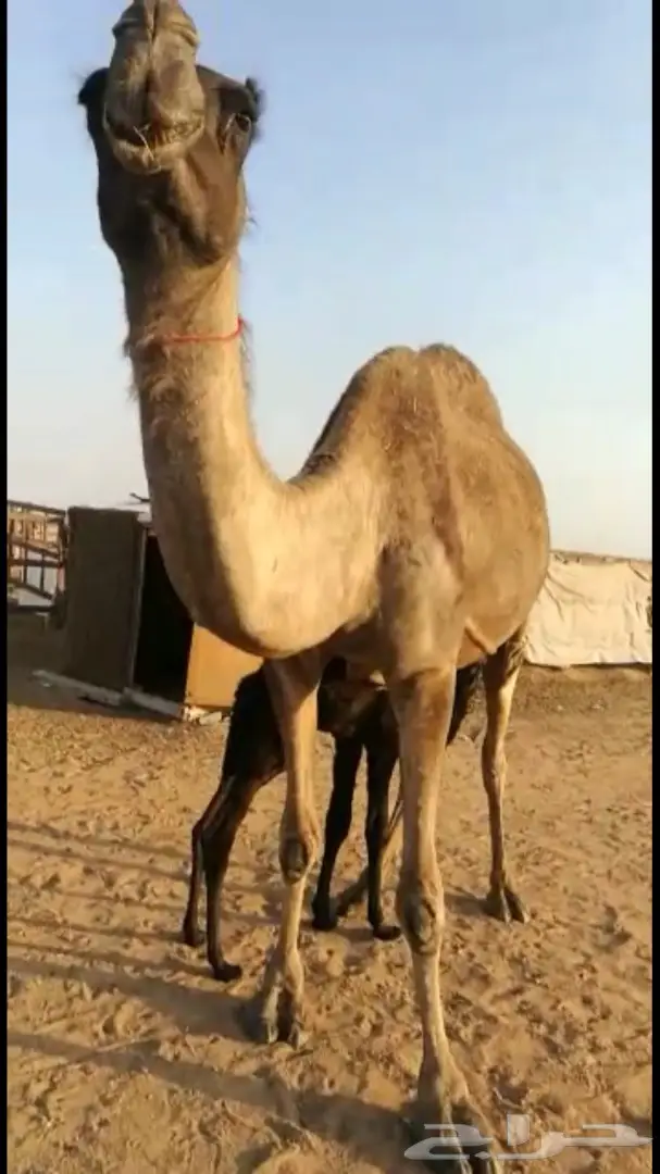 للبيع خلفه مجهم هداوه وحليب  (image 2)