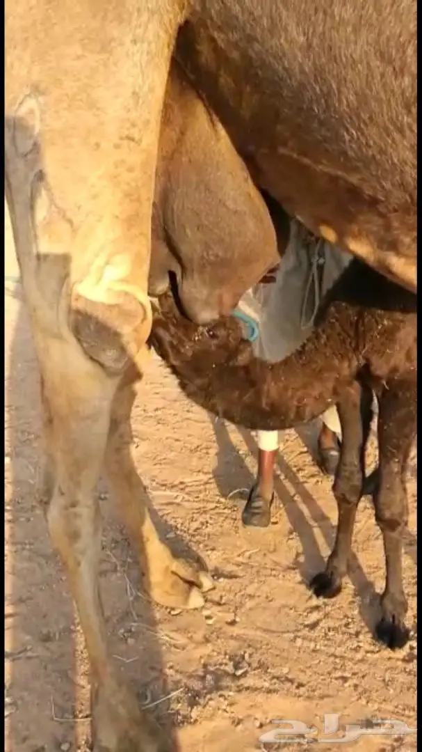 للبيع خلفه مجهم هداوه وحليب  (image 4)