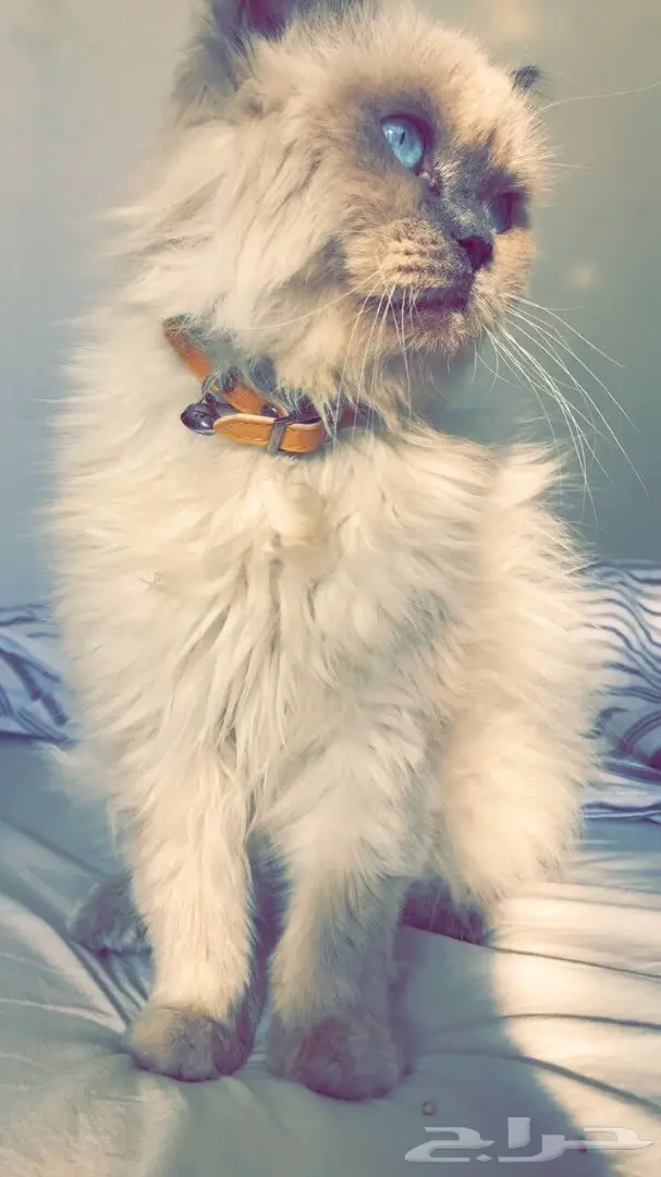 قط للبيع  (image 1)