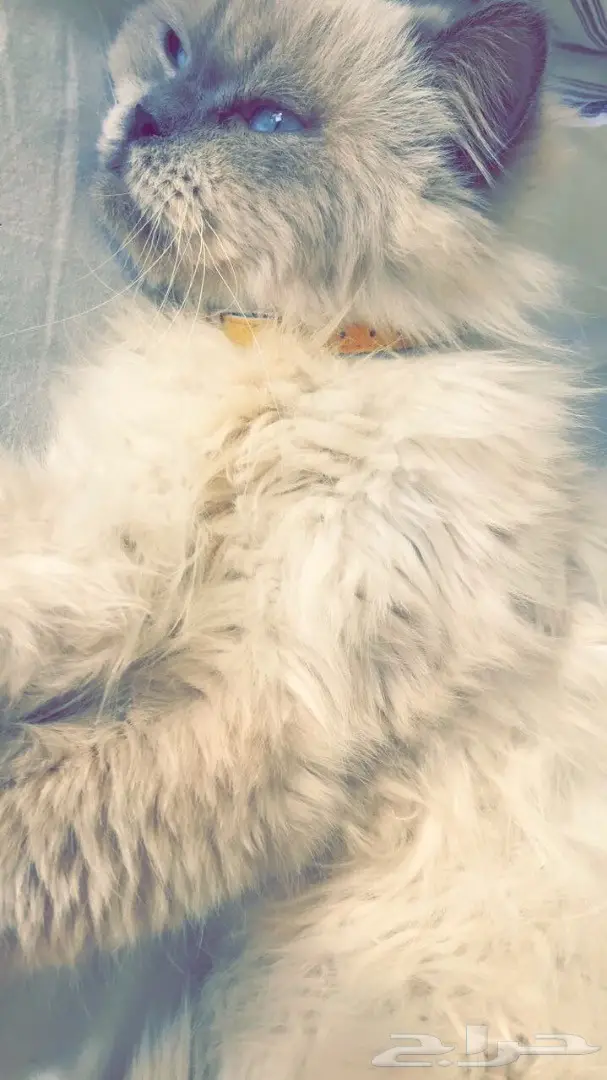 قط للبيع  (image 2)