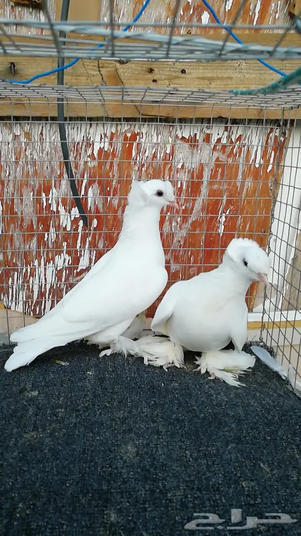 جوزين ساكسون (image 1)