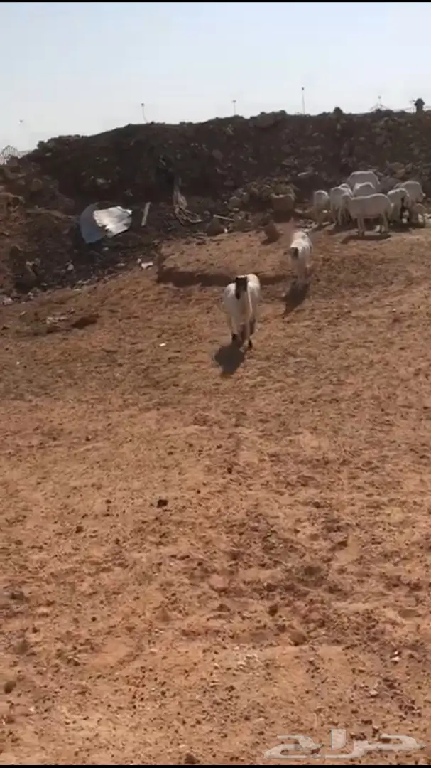 للبيع ضان رفد طيبات 