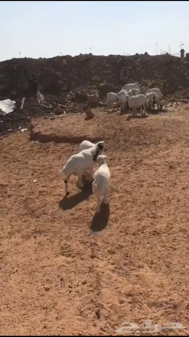 للبيع ضان رفد طيبات  (image 1)