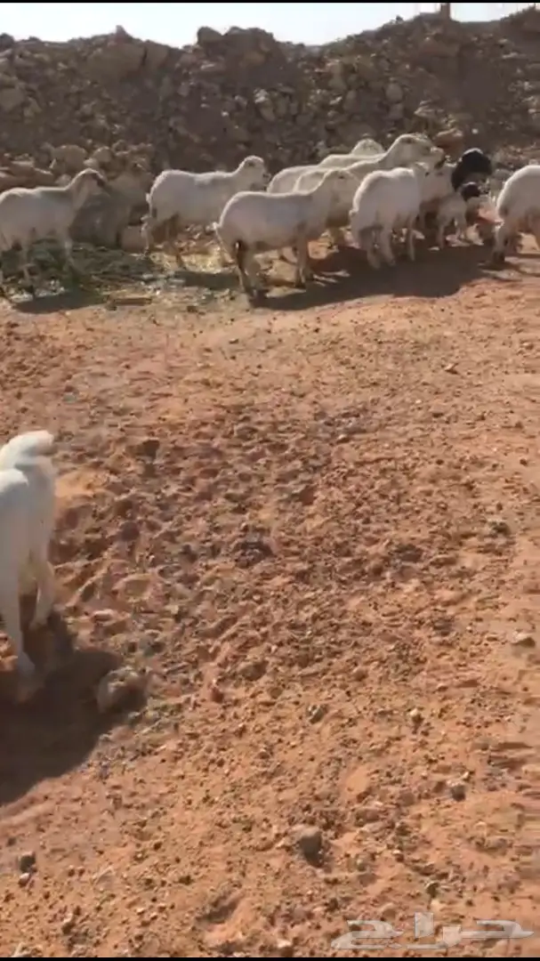 للبيع ضان رفد طيبات  (image 3)