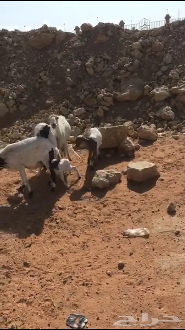 للبيع ضان رفد طيبات  (image 4)