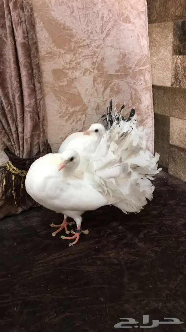 للبيع طبات رقاصي هولندي 