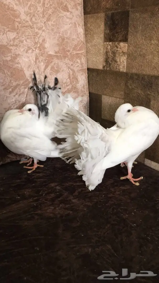 للبيع طبات رقاصي هولندي  (image 1)