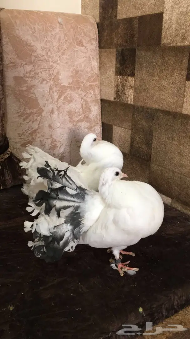 للبيع طبات رقاصي هولندي  (image 2)