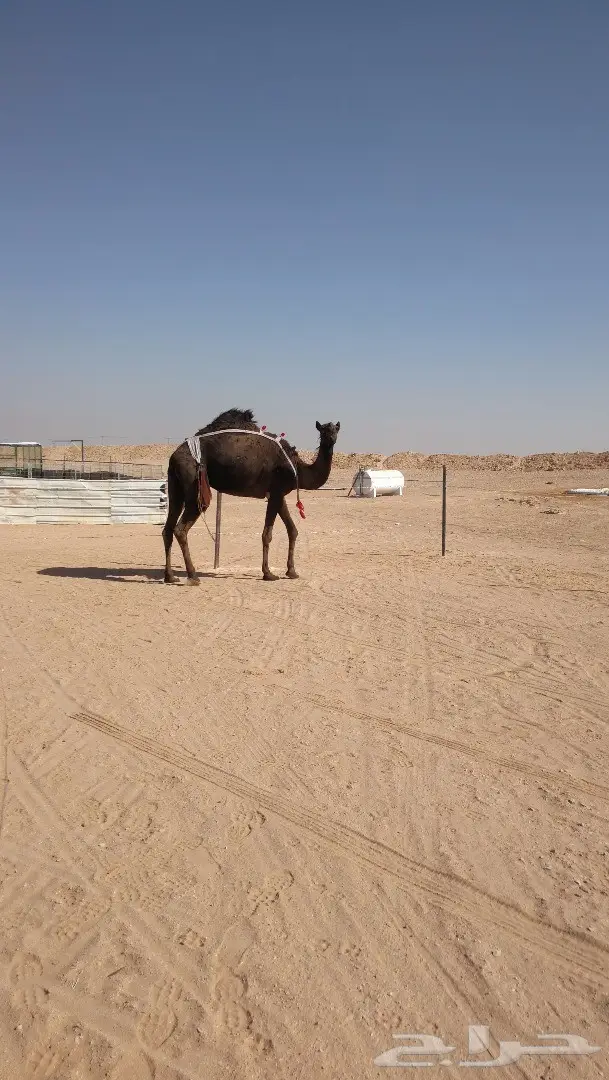 خلفه بكر  (image 1)