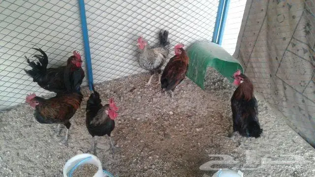 للبيع (4) ديكه (image 4)