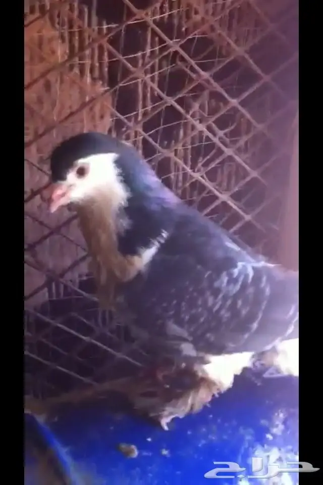 ذكر شيرازي وذكرين شمعي لماع (image 2)