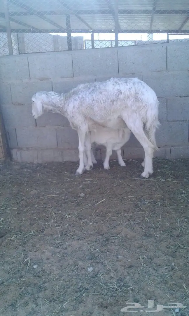 للبيع نعجتين ولد (image 1)