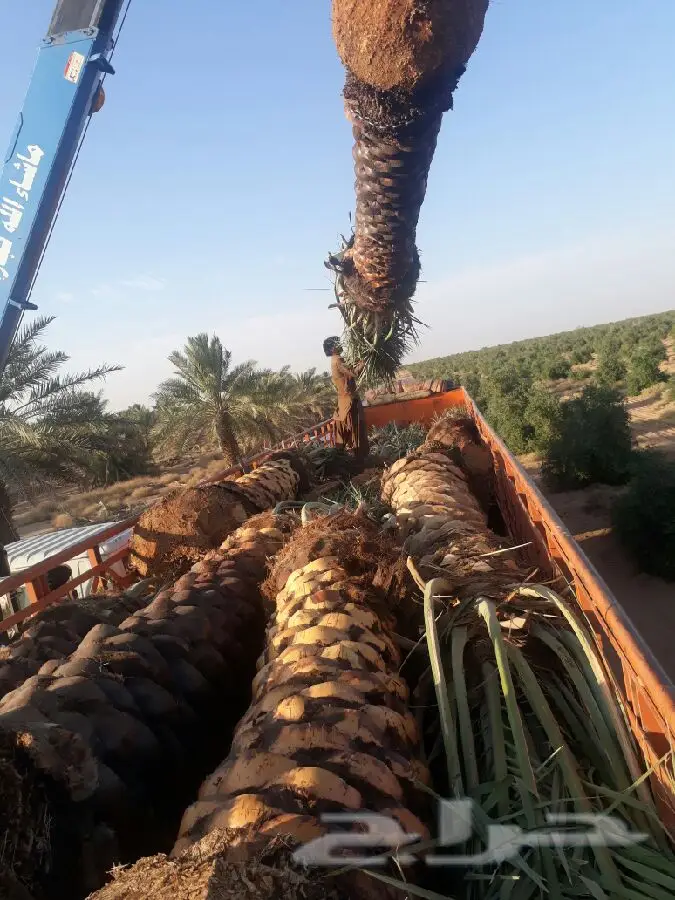 نخل للبيع بجميع الأنواع والمقاسات متوفر ه (image 5)