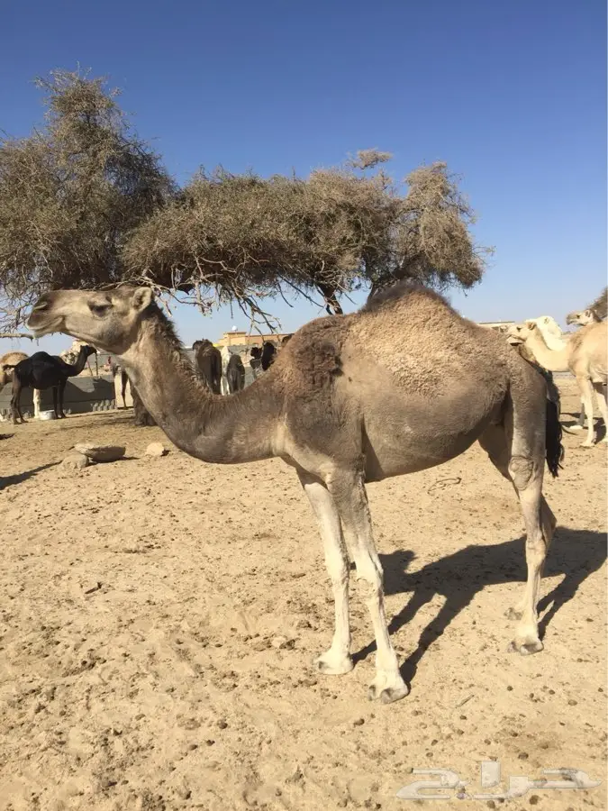 خميس مشيط القاعه (image 4)