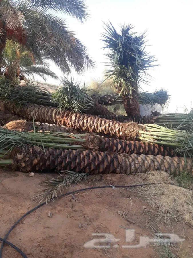 نخل للبيع بجميع الأنواع والمقاسات متوفر ه (image 1)